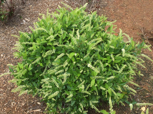 Itea virginica 'Bailteaone' PPAF Love Child® Sweetspire 3g
