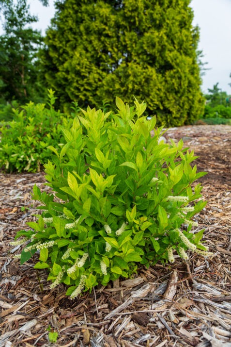 Itea virginica 'Bailteaone' PPAF Love Child® Sweetspire 3g