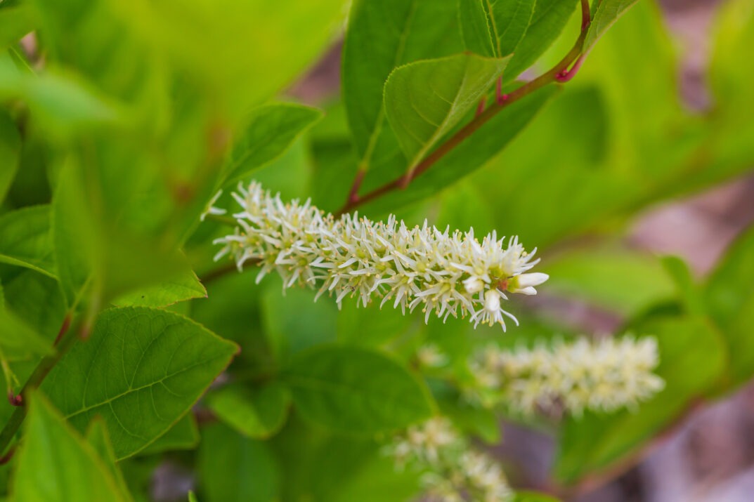 Itea virginica 'Bailteaone' PPAF Love Child® Sweetspire 3g