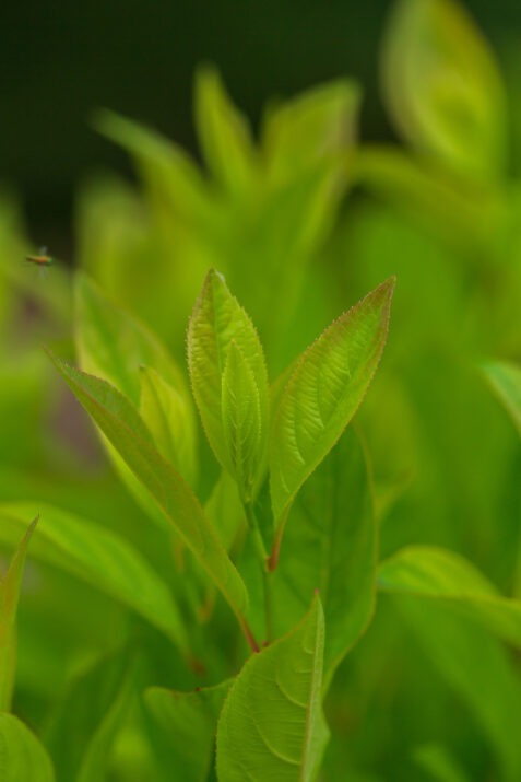 Itea virginica 'Bailteaone' PPAF Love Child® Sweetspire 3g