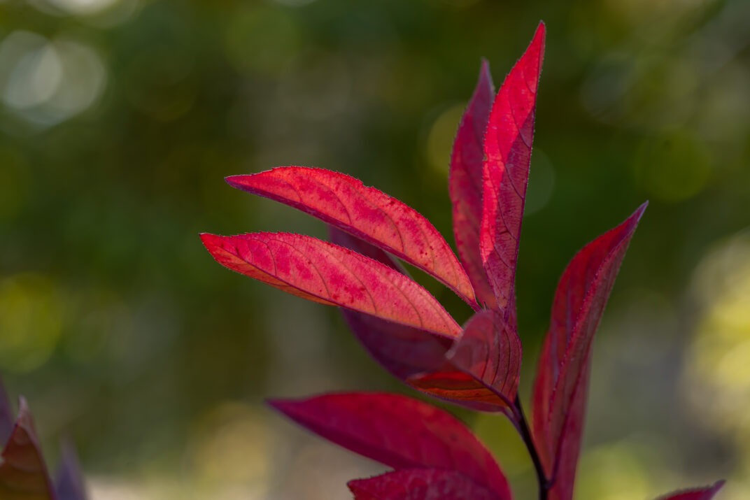 Itea virginica 'Bailteaone' PPAF Love Child® Sweetspire 3g
