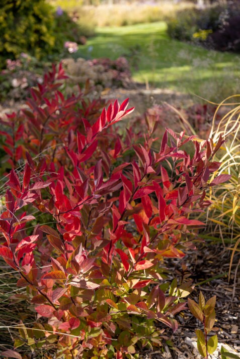 Itea virginica 'Bailteaone' PPAF Love Child® Sweetspire 3g