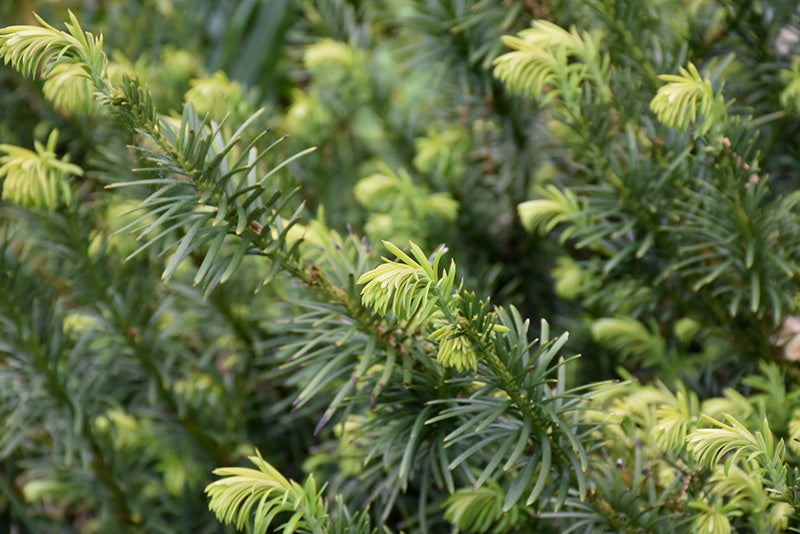 Cephalotaxus harringtonia 'Plania' Yewtopia Plum Yew 3 Gallon