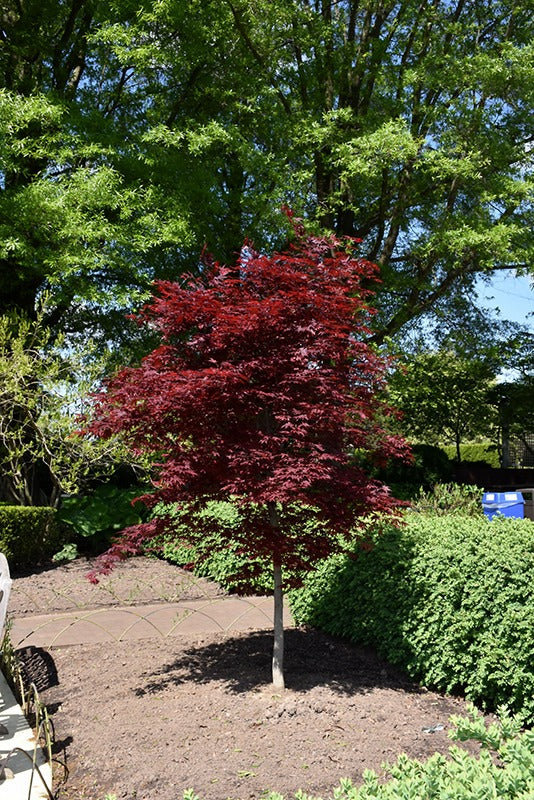 Acer palmatum 'Fireglow' Fireglow Japanese Maple 5g