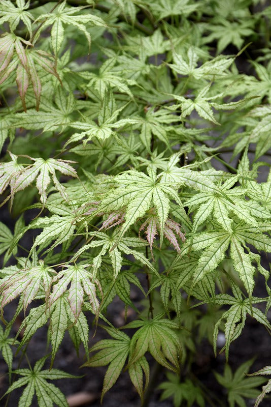 Acer palmatum 'Peaches and Cream' Peaches and Cream Japanese Maple 20g