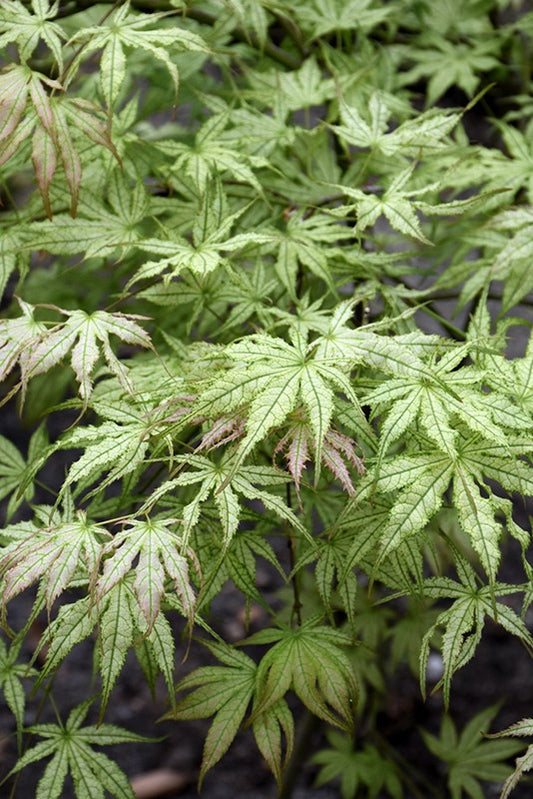 Acer palmatum 'Peaches and Cream' Peaches and Cream Japanese Maple 20g