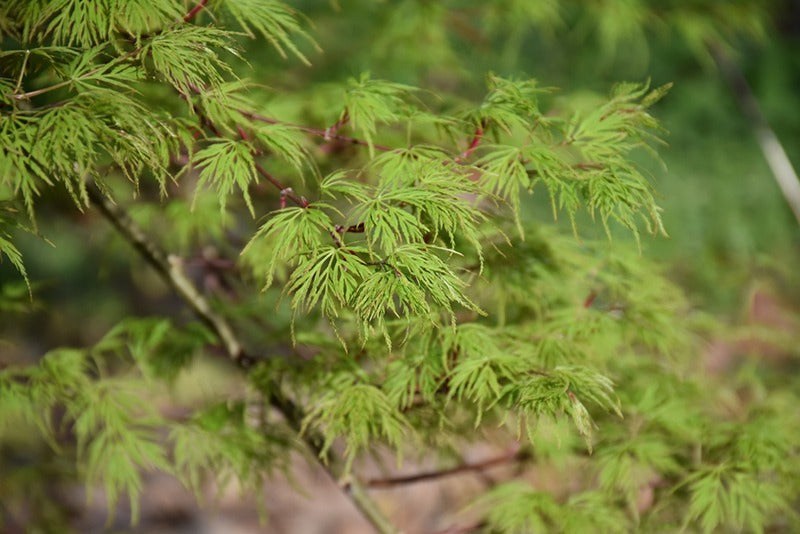 Acer palm. var. dissectum 'Emerald Lace' Emerald Lace Laceleaf Japanese Maple 15g