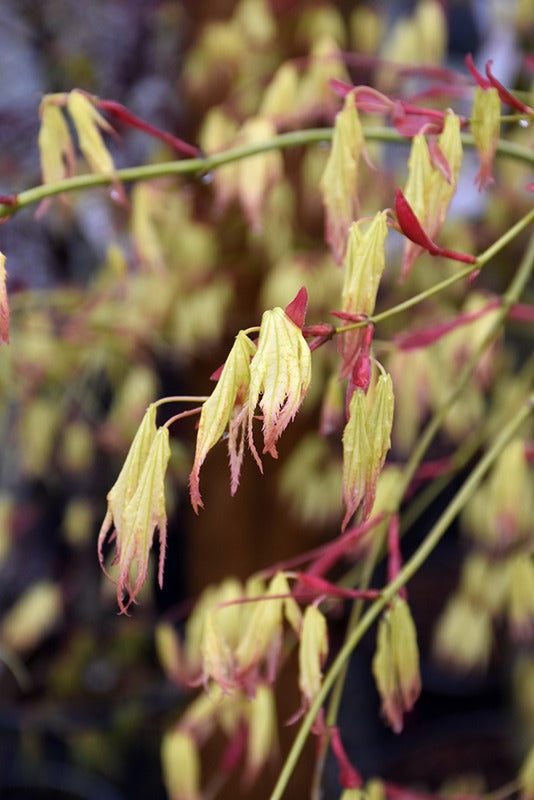 Acer palmatum 'Peaches and Cream' Peaches and Cream Japanese Maple 20g