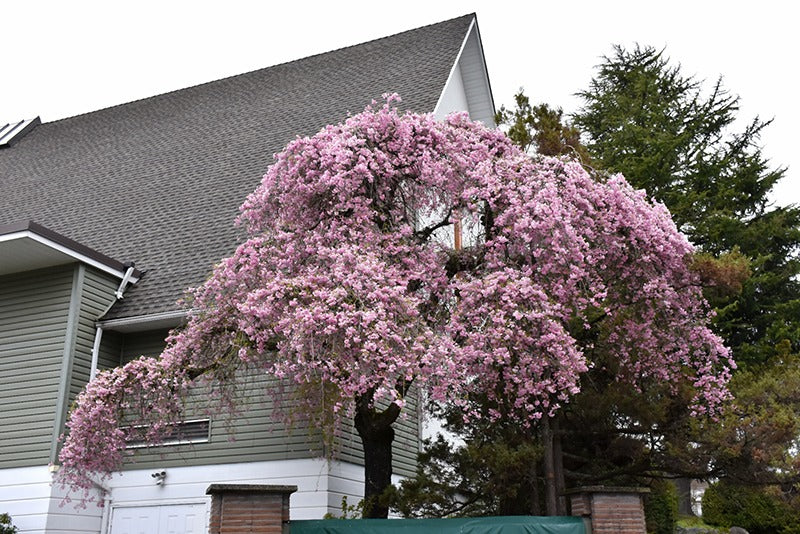 Prunus subhirtella var. pendula Double Pink Weeping Cherry 15g