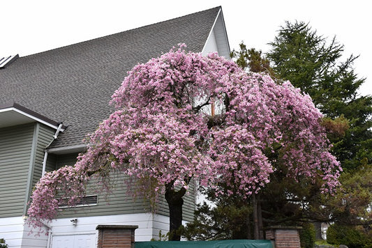 Prunus subhirtella var. pendula Double Pink Weeping Cherry 15g