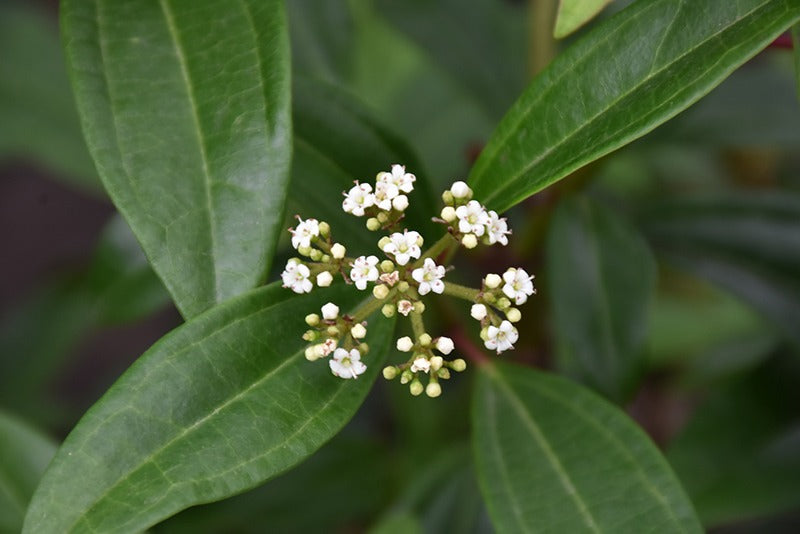 Viburnum x 'sPg-3-024' Moonlit Lace® Viburnum