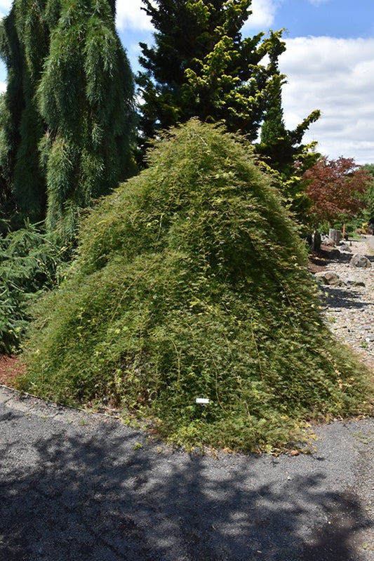 Acer palm. var. dissectum 'Emerald Lace' Emerald Lace Laceleaf Japanese Maple 15g