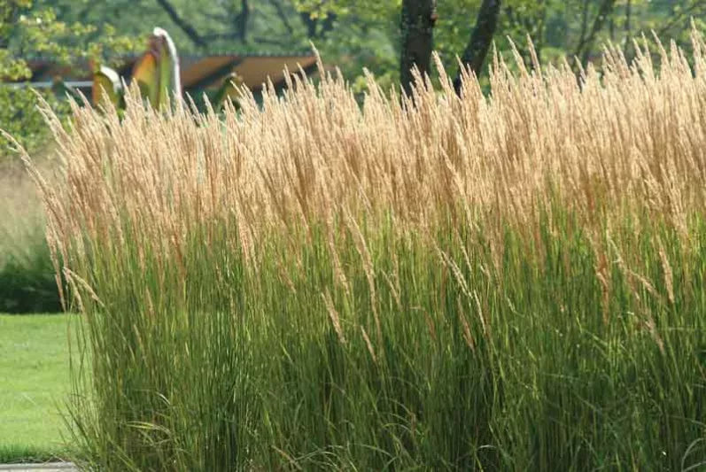 Calamagrostis x acutiflora 'Karl Foerster' Karl Foerster Feather Reed Grass