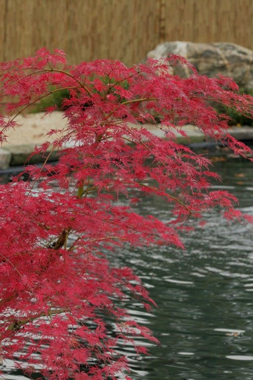 Acer palm. var. dissectum 'Emerald Lace' Emerald Lace Laceleaf Japanese Maple 15g