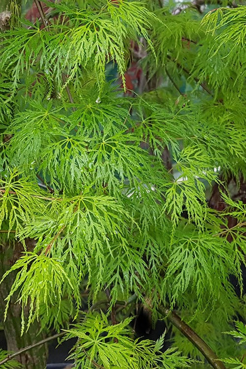 Acer palm. var. dissectum 'Emerald Lace' Emerald Lace Laceleaf Japanese Maple 15g