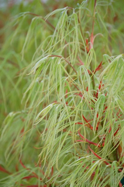 Acer palmatum 'Koto No Ito' Harp Strings Japanese Maple 3g