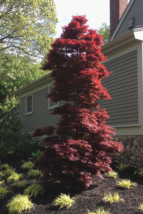 Acer palmatum 'Twombly's Red Sentinel' Twombly's Red Sentinel® Japanese Maple
