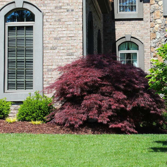 Acer palm. var. dissectum 'Tamukeyama' Tamukeyama Laceleaf Japanese Maple 15g