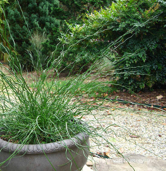 Juncus effusus 'Big Twister' Big Twister Rush 1g