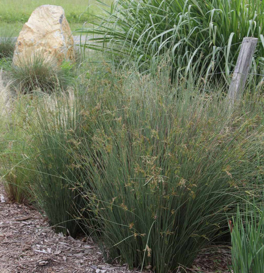 Juncus inflexus 'Blue Arrows' Blue Arrows Rush 1g