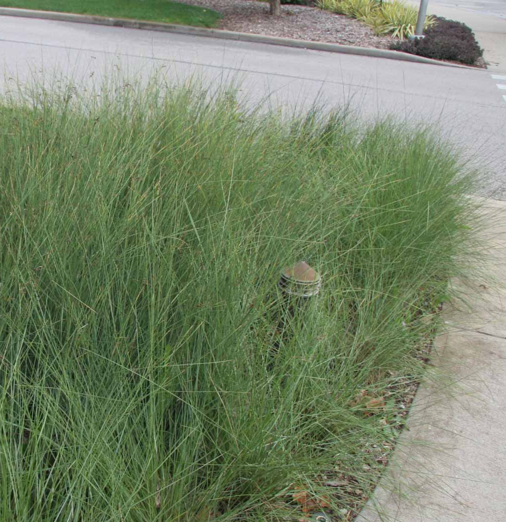 Juncus inflexus 'Blue Arrows' Blue Arrows Rush 1g
