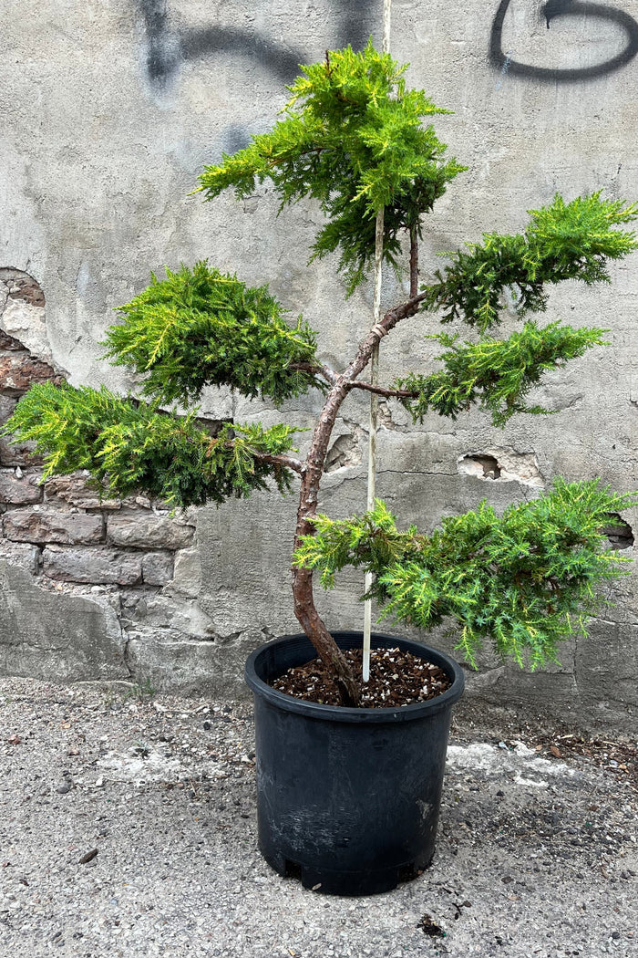 Juniperus chin x media 'Daub's Frosted' Daub's Frosted Juniper - TREE FORM 10 Gallon B&B