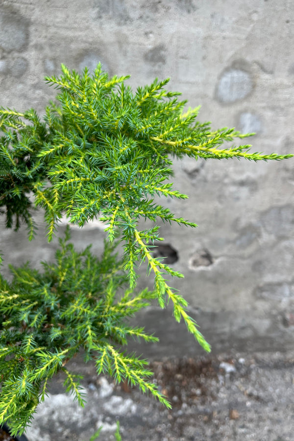 Juniperus chin x media 'Daub's Frosted' Daub's Frosted Juniper - TREE FORM 10 Gallon B&B