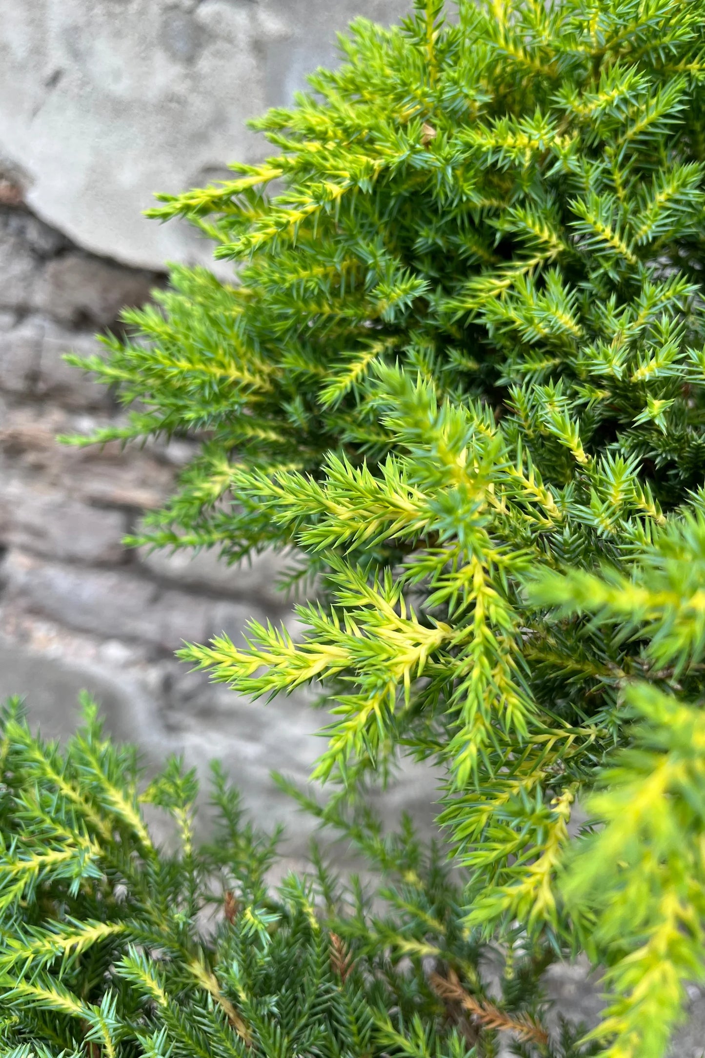 Juniperus chin x media 'Daub's Frosted' Daub's Frosted Juniper - SCULPTURED 7g