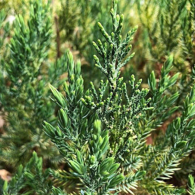 Juniperus chinensis 'Blue Point' Blue Point Juniper