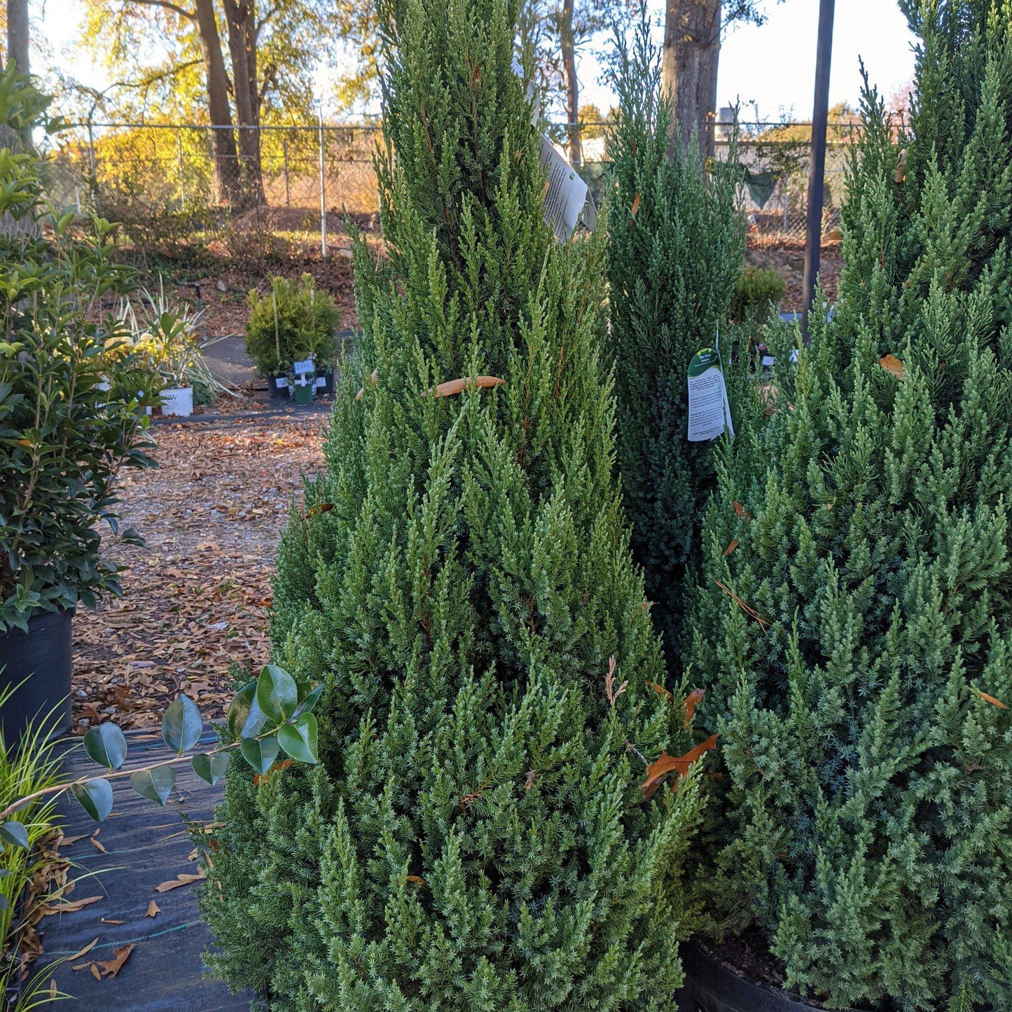 Juniperus chinensis 'Blue Point' Blue Point Juniper