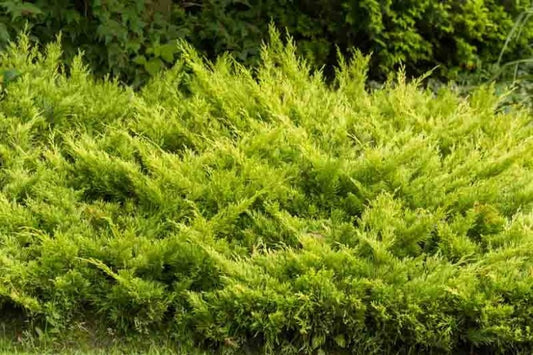 Juniperus horizontalis 'Lime Glow' Lime Glow Juniper 2g