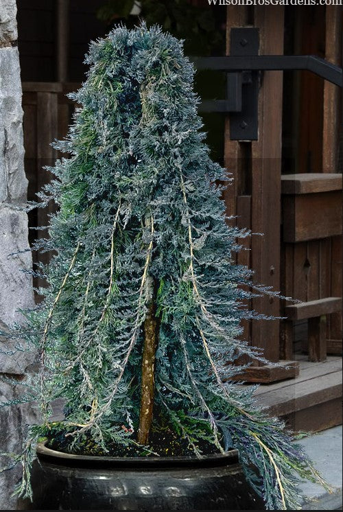 Juniperus horizontalis 'Wiltonii' Blue Rug Juniper
