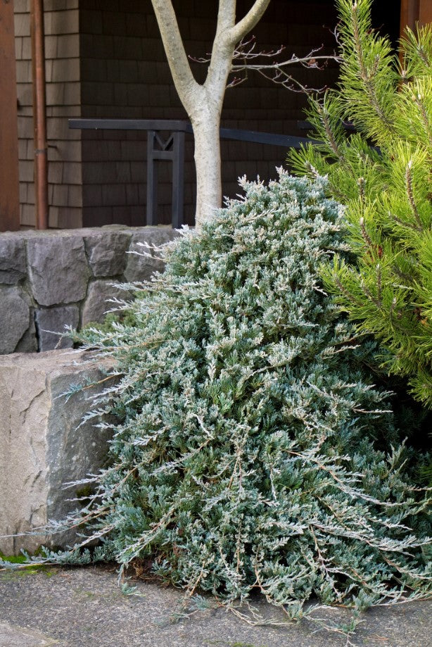 Juniperus horizontalis 'Wiltonii' Blue Rug Juniper