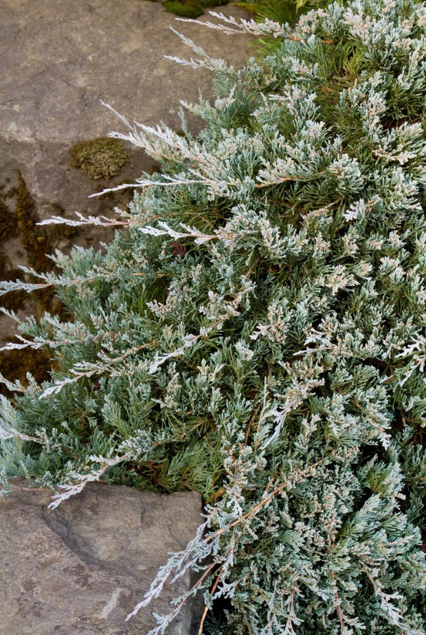 Juniperus horizontalis 'Wiltonii' Blue Rug Juniper