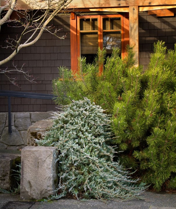 Juniperus horizontalis 'Wiltonii' Blue Rug Juniper