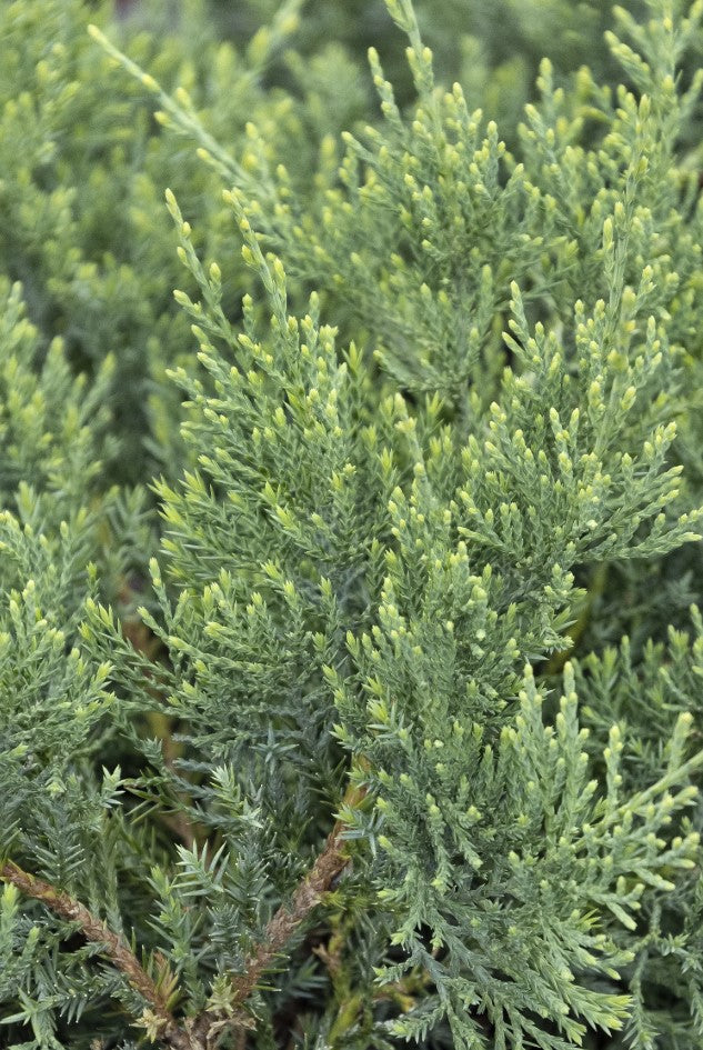 Juniperus virginiana 'Grey Owl' Grey Owl Juniper 3g