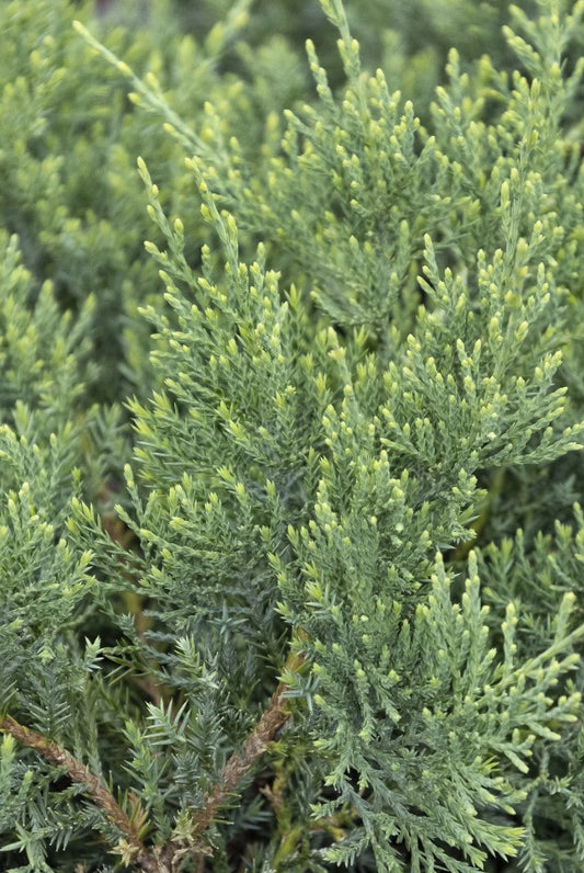 Juniperus virginiana 'Grey Owl' Grey Owl Juniper 3g