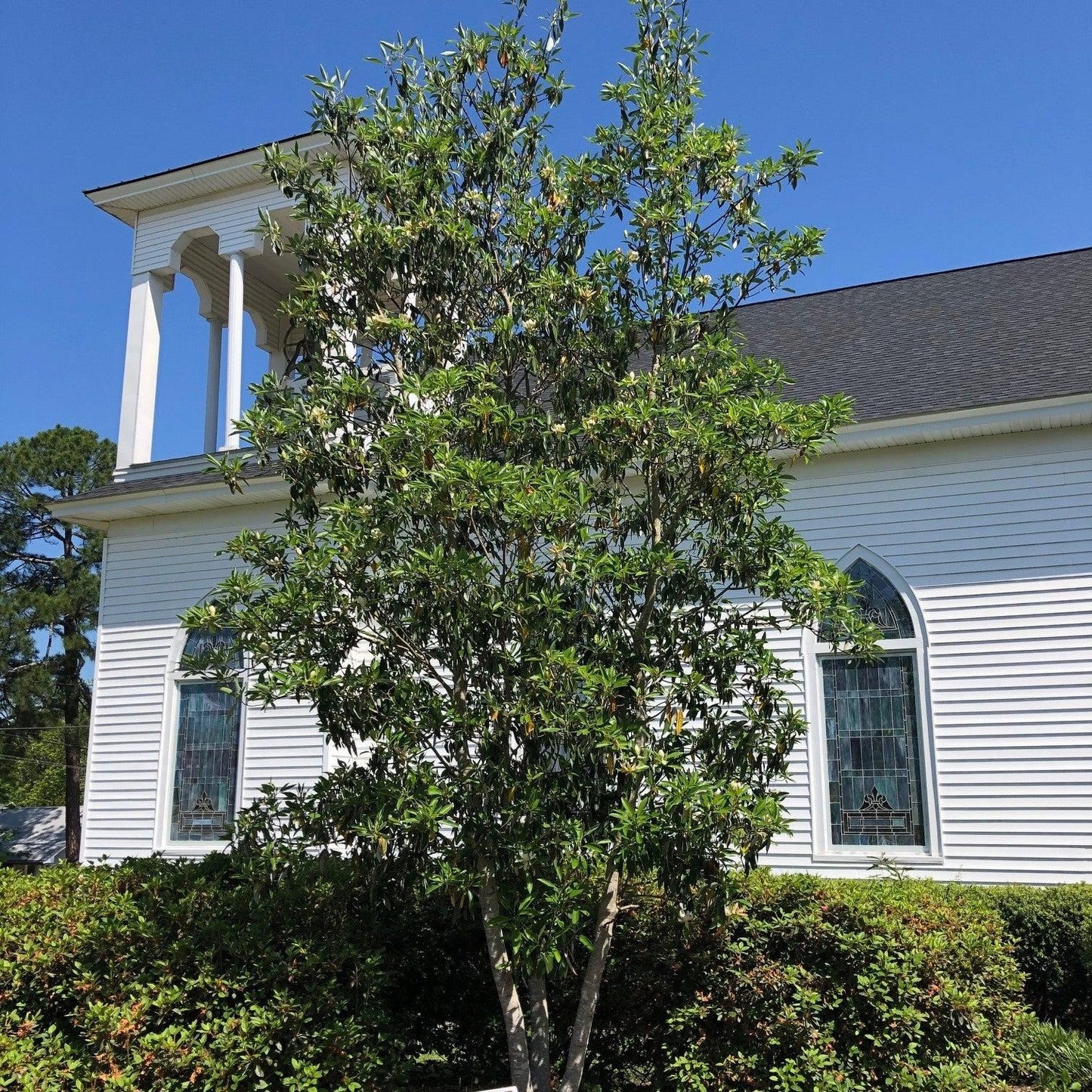 Magnolia virginiana 'Sweet bay' Sweet Bay Magnolia 15g
