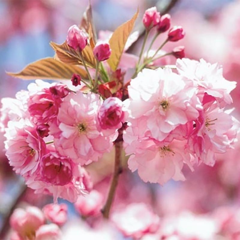 Prunus serrulata 'Kwanzan' Kwanzan Cherry 15g