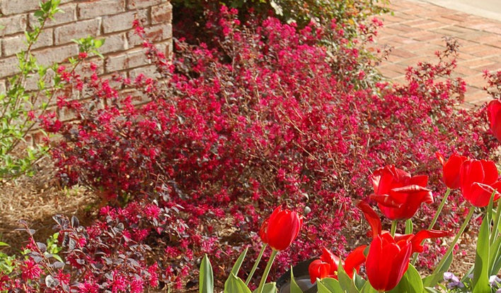 Loropetalum chin. 'Chang Nian Hong' Ever Red® Chinese Fringe Flower