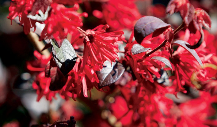 Loropetalum chin. 'Chang Nian Hong' Ever Red® Chinese Fringe Flower