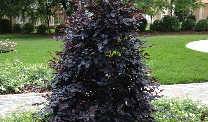 Loropetalum chin. 'Chang Nian Hong' Ever Red® Chinese Fringe Flower