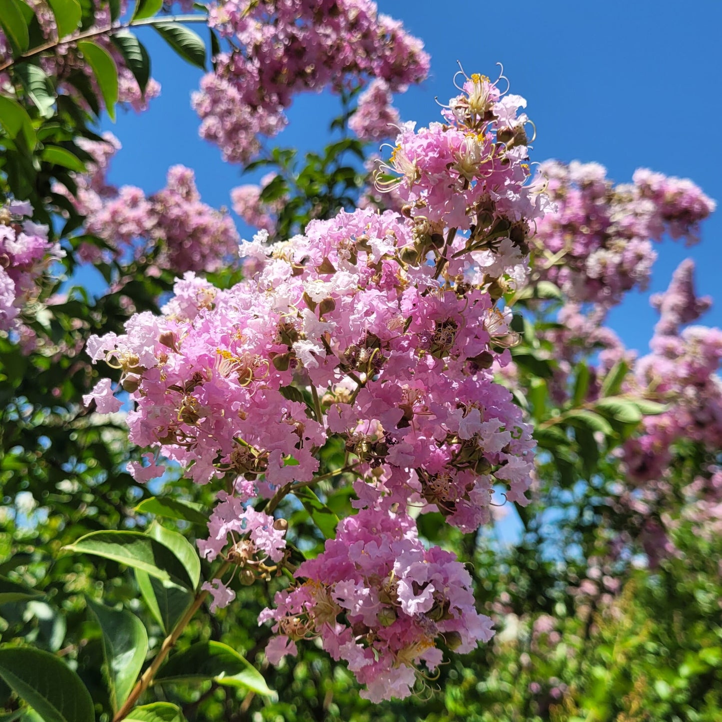 Lagerstroemia indica x fauriei 'Muskogee' Muskogee Crape Myrtle