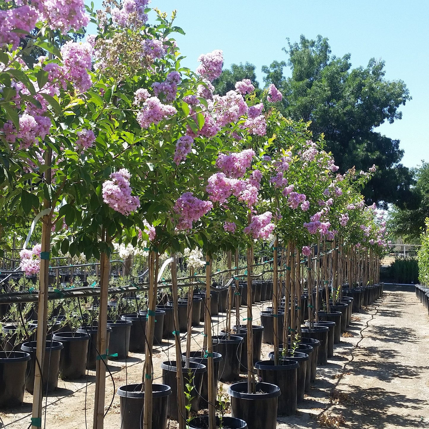 Lagerstroemia indica x fauriei 'Muskogee' Muskogee Crape Myrtle
