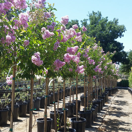 Lagerstroemia indica x fauriei 'Muskogee' Muskogee Crape Myrtle