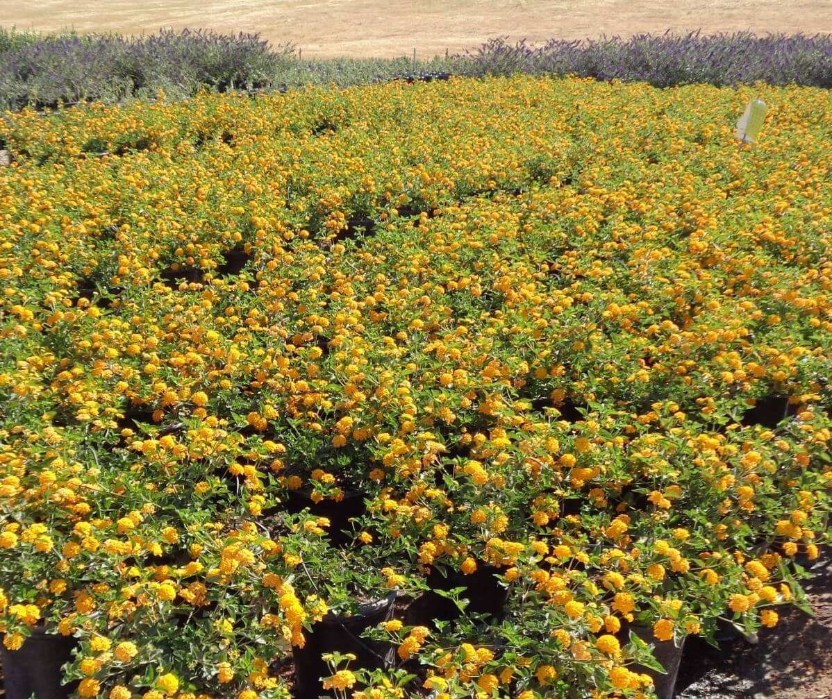 Lantana camara 'New Gold' New Gold Lantana