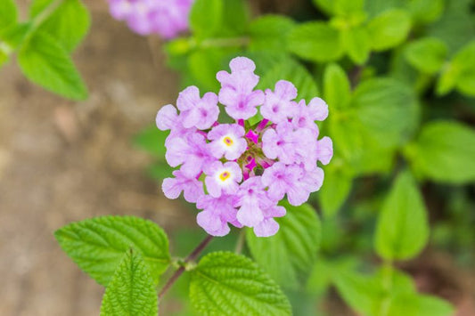 Lantana montevidensis 'Trailing Lavender' Trailing Lavender Lantana 1g