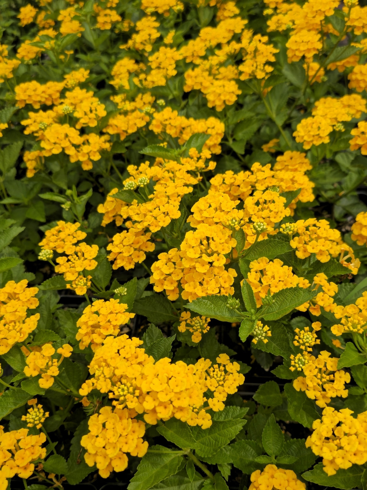 Lantana camara 'Chapel Hill Gold' Chapel Hill Gold Lantana 1 Gallon