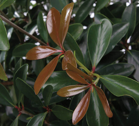 Ternstroemia gymnanthera 'Contherann' PP11737 LeAnn™ Cleyera 3g