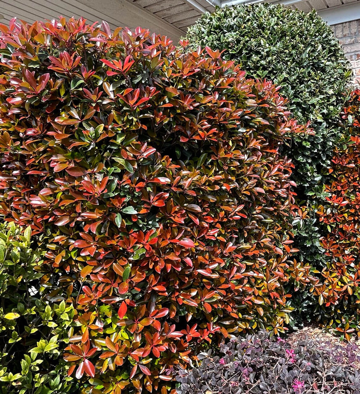 Ternstroemia gymnanthera 'Contherann' PP11737 LeAnn™ Cleyera 3g